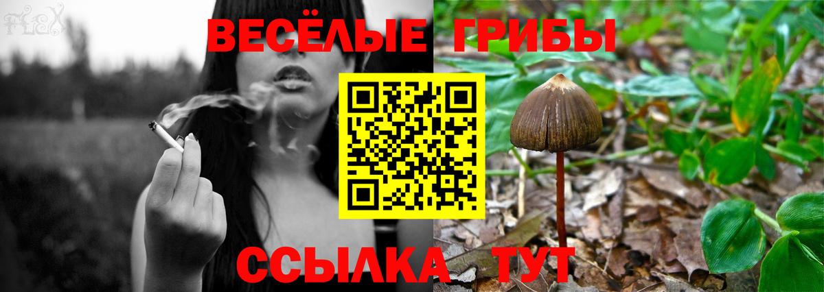 Псилоцибиновые грибы Psilocybine cubensis Урай